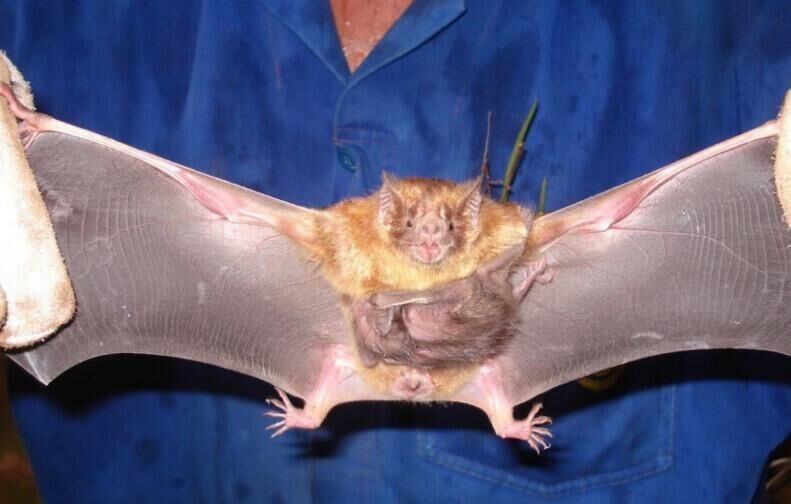 Imagem de compartilhamento para o artigo Iagro confirma casos de raiva animal em Costa Rica e reforça importância da vacinação do rebanho da MS Todo dia